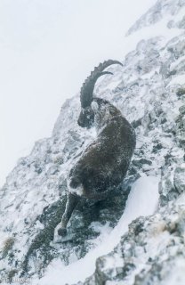 Bouquetin mâle dans le Vercors