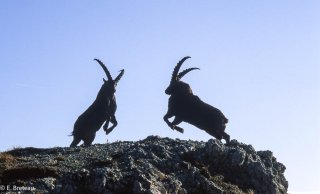 Combat de bouquetins mâles dans le Vercors