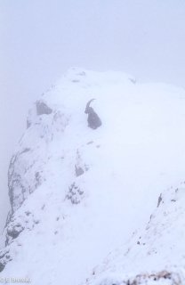 Bouquetin mâle dans le Vercors