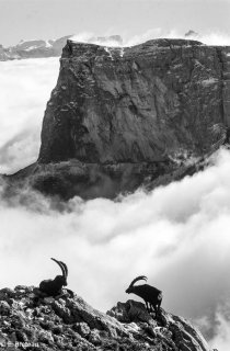 Bouquetin mâle devant le mont Aiguille dans le Vercors