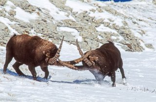 Combat de bouquetins mâles dans le Vercors