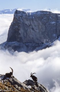 Bouquetins mâles devant le mont Aiguille dans le Vercors