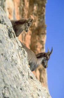 étagne et éterlou dans le Vercors