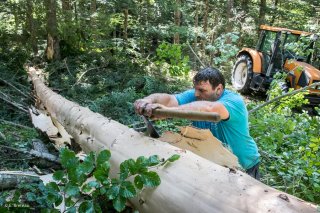 Patrick Freynet, bûcheron et scieur écorce ses arbres après abattage. Lavaldens, Isère