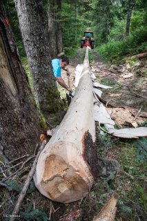 Patrick Freynet, bûcheron et scieur écorce ses arbres après abattage. Lavaldens, Isère