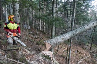 Florian Mathieu, bûcheron, abat un arbre. Chantier à Châtel en Trièves, Isère