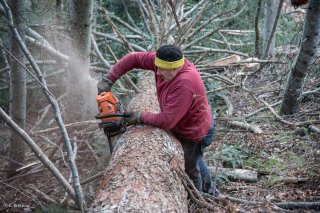 Eric Messa, bûcheron, ébranche un arbre. Chantier à Châtel en Trièves, Isère