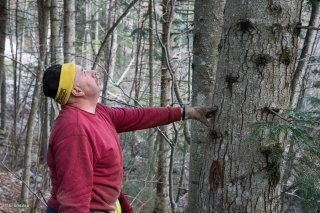 Eric Messa bûcheron estime la direction de la chute de l'arbre. Chantier à Châtel en Trièves, Isère