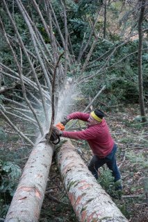 Eric Messa, bûcheron, ébranche un arbre. Chantier à Châtel en Trièves, Isère