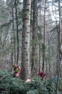 Florian Mathieu, bûcheron, abat un arbre. Chantier à Châtel en Trièves, Isère