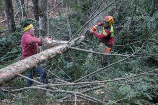 Eric Messa et Florian Mathieu, bûcherons, ébranchent un arbre. Chantier à Châtel en Trièves, Isère