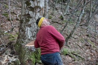 Eric Messa bûcheron a préparé l'entaille qui donnera la direction de la chute de l'arbre. Chantier à Châtel en Trièves, Isère