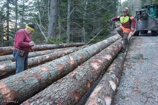 Eric Messa et Florian Mathieu, bûcherons et débardeurs, mesurent le cubage d'une grume. Chantier à Châtel en Trièves