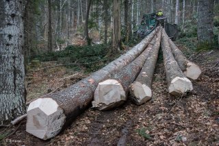 Eric Messa tire les grumes avec son tracteur débardeur. Chantier à Châtel en Trièves, Isère