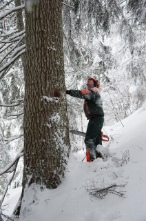 Observation de l'arbre avant de l'abattre