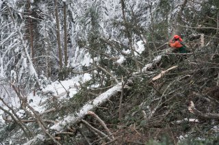 L'ébranchage est une tâche délicate