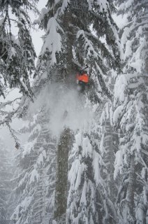 Cet arbre servira de pylône