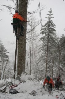 Leos redescend de l'arbre qui servira de pylône