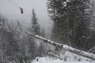 Treuillage de la grume