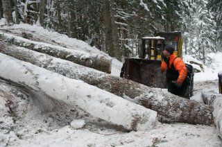 Réception des grumes au pied de la ligne de câble