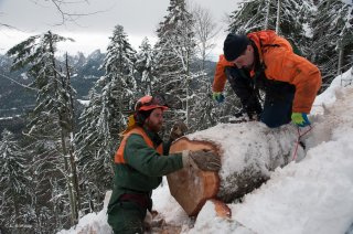 Préparation et attache de la grume pour son départ à la descente