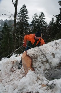 Accrochage d'un tronc prêt à partir à la descente