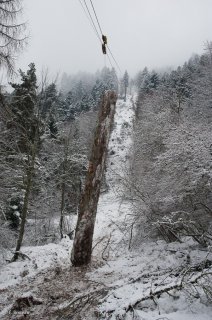 Arrivée d'une grume