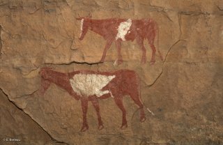 Peinture rupestre dans un abri sous roche, représentations de vaches