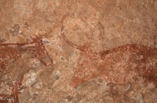 Peinture rupestre dans un abri sous roche, représentation de bovins