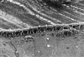 Transhumance des frères Menut. Alpes de Haute Provence