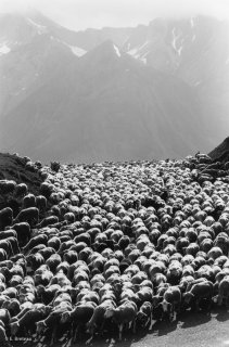 Transhumance des frères Menut, passage du col d'Allos. Alpes de Haute Provence