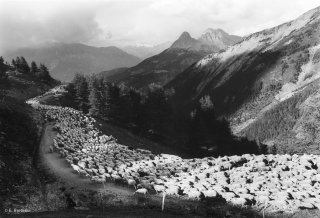 Transhumance des frères Menut, descente du col d'Allos. Alpes de Haute Provence