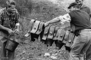 Fin de la transhumance, les bergers ôtent les plus grosses sonnailles. Alpes de Haute Provence