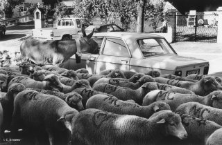 Transhumance des frères Menut. Alpes de Haute Provence