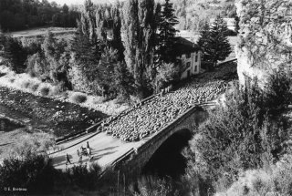 Transhumance des frères Menut. Passage du pont de Colmars les Alpes. Alpes de Haute Provence