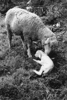 Naissance d'un agneau en cours de transhumance