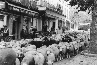 Transhumance des frères Menut, traversée de Valensole. Alpes de Haute Provence