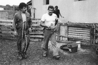 Christian et Bernard, éleveurs, marquent les brebis avant le départ en transhumance. Var