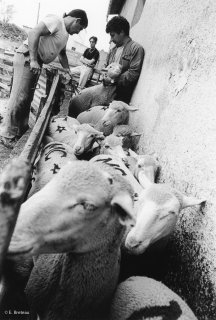 Christian et Bernard, éleveurs, marquent les brebis avant le départ en transhumance. Var