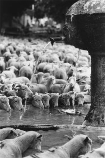 Transhumance des frères Menut. Fontaine de Valensole. Alpes de Haute Provence