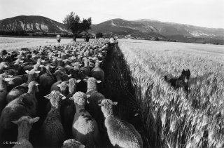 Transhumance des frères Menut. Traversée du plateau de Valensole. Alpes de Haute Provence