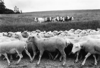 Transhumance de la famille Plançon dans le Trièves. Isère