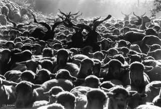 Transhumance des frères Menut. Alpes de Haute Provence