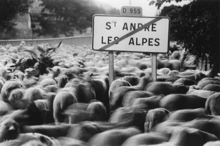 Transhumance des frères Menut. Alpes de Haute Provence