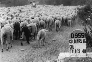 Transhumance des frères Menut. Alpes de Haute Provence