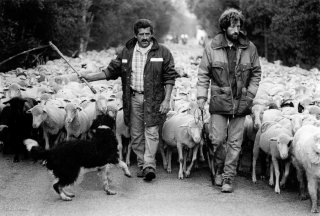 Transhumance des frères Menut. Alpes de Haute Provence