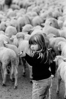 Transhumance des frères Menut. Alpes de Haute Provence