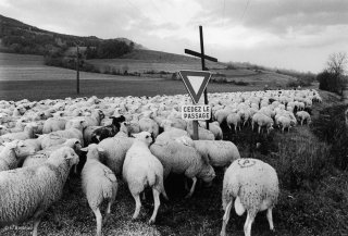 Transhumance de la famille Plançon dans le Trièves. Isère