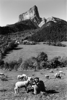 Berger devant le mont-Aiguille