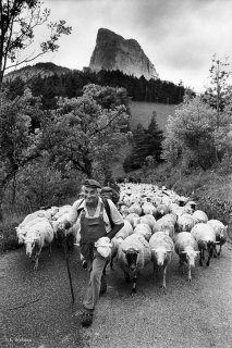 Raymond conduit la transhumance des brebis de Chichilianne à Gresse en Vercors